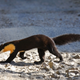 Illustration for article titled Monday Mustelid - Marten gwatkinsii Edition